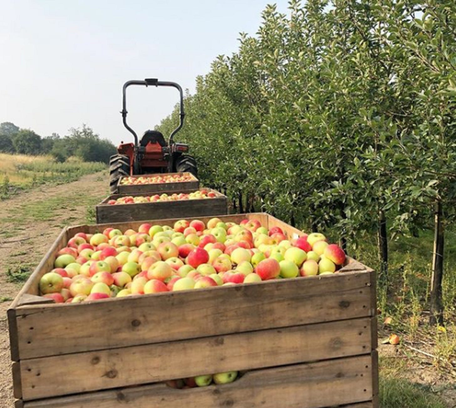 Apple harvest, Chegworth Valley, Kent