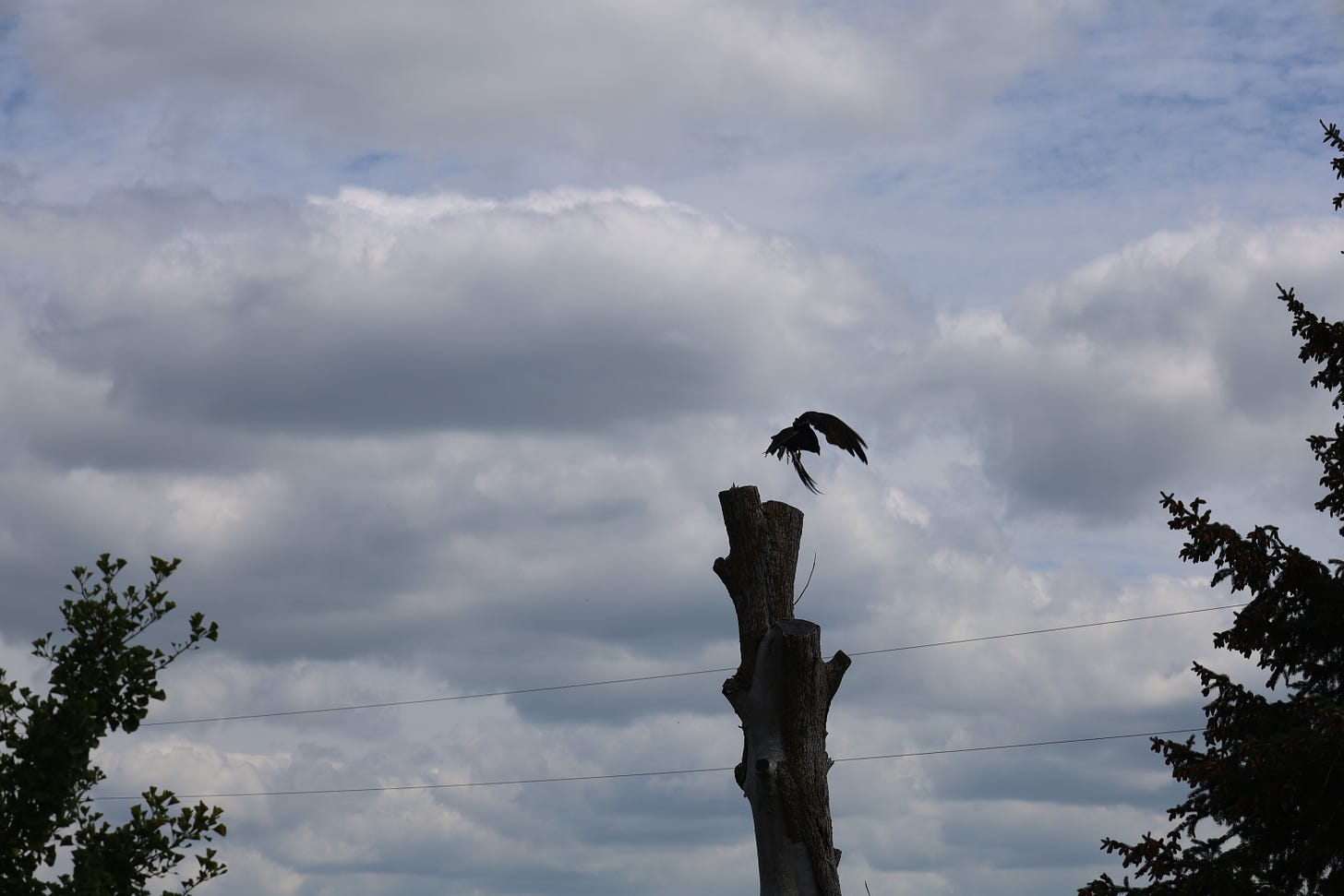 A vulture decides we're too active at the Genuine Faux Farm