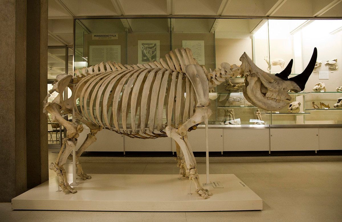 Museum of Zoology, Cambridge on X: "Here's our magnificent White rhinoceros  skeleton (male), with replacement horns. #WorldRhinoDay  http://t.co/pnQi0OLy6m" / X