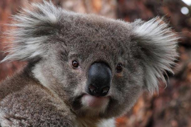 Koala (CC BY 2.0)