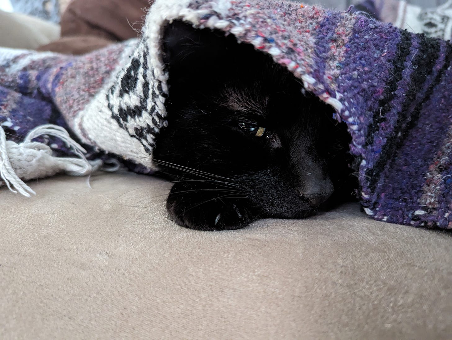 A black cat peers side-eyes the camera from under a purple-striped blanket, half his face visible and resting on his paw.