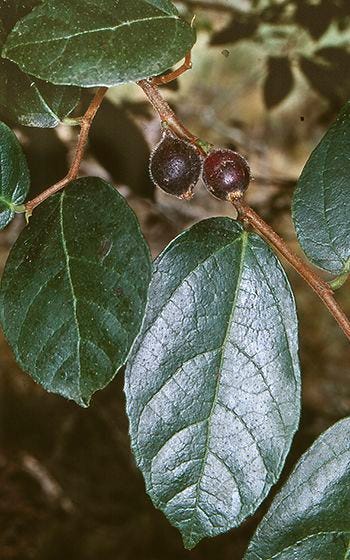 Ficus coronata [Creek Sandpaper - Fruit - ATLAS - D. Wood 1998].jpeg