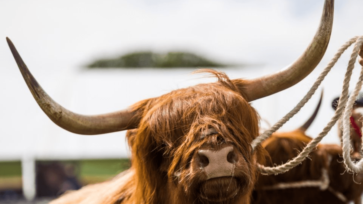 Celebrating the Majestic Highland Coo: Festivals and Events