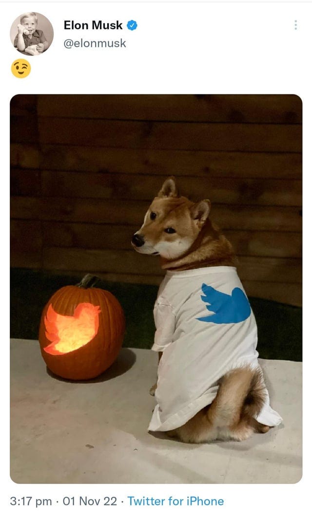 Happy Flokish Halloween 🎃 🐕 : r/Floki