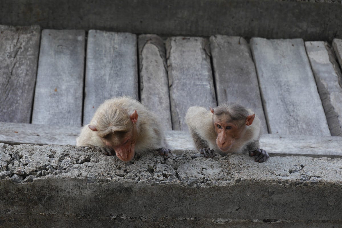 los macacos de la India son expertos ladrones y aprovechan los despistes humanos para hacerse con todo tipo de objetos