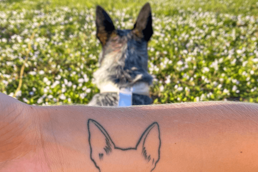 A blue heeler lies in grass dotted with white flowers, facing away from the camera with focused ears. In the foreground, her owner holds up her forearm showing a dog ear tattoo that perfectly matches the cattle dog's silhouette