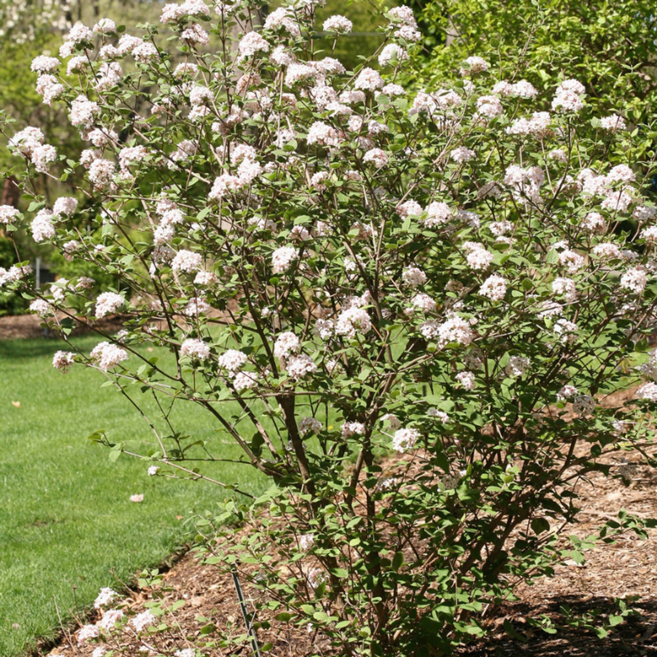 white flowers on a viburnum bush with spindly branches in front of a green lawn
