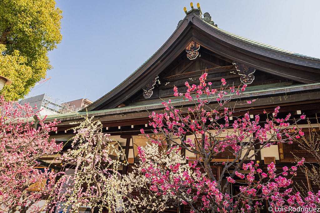 Flores de ciruelo en el Osaka Tenmangu