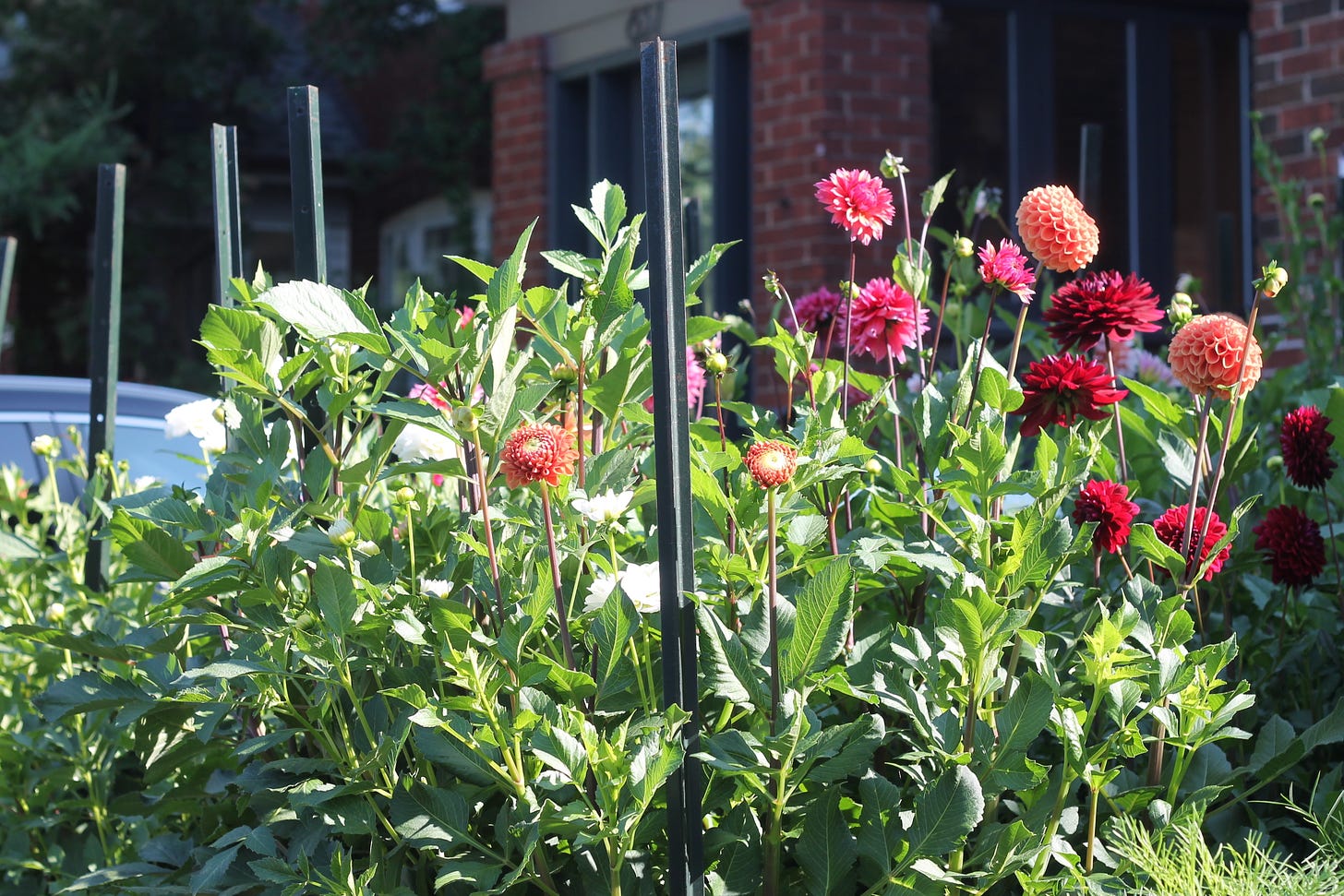 A patch of dahlias planted closely together in shades of red, pink, and orange. They are supported by black T-bar posts. A person's house is visible in the background.