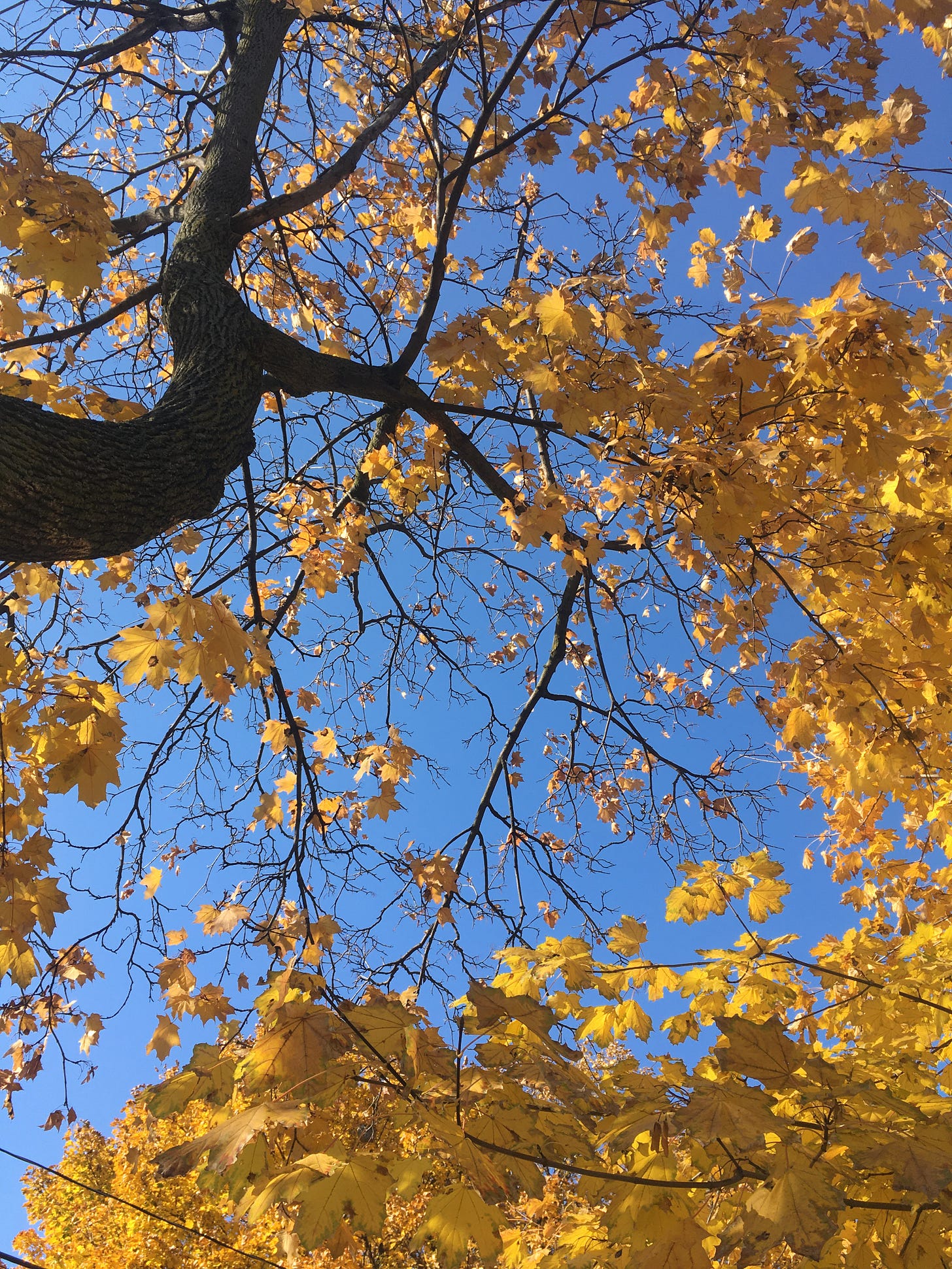 Looking up to a clear blue November sky, we see the golden leaves of an autumn-changed tree.