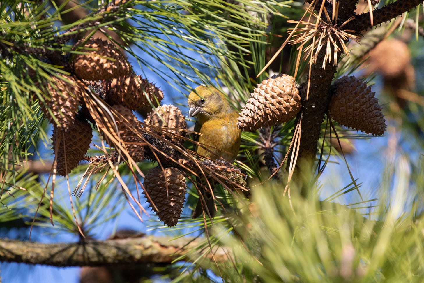 a yellow bird with a big head and a beak where the bill tips cross, perched in a pine tree with lots of unopened pine cones.