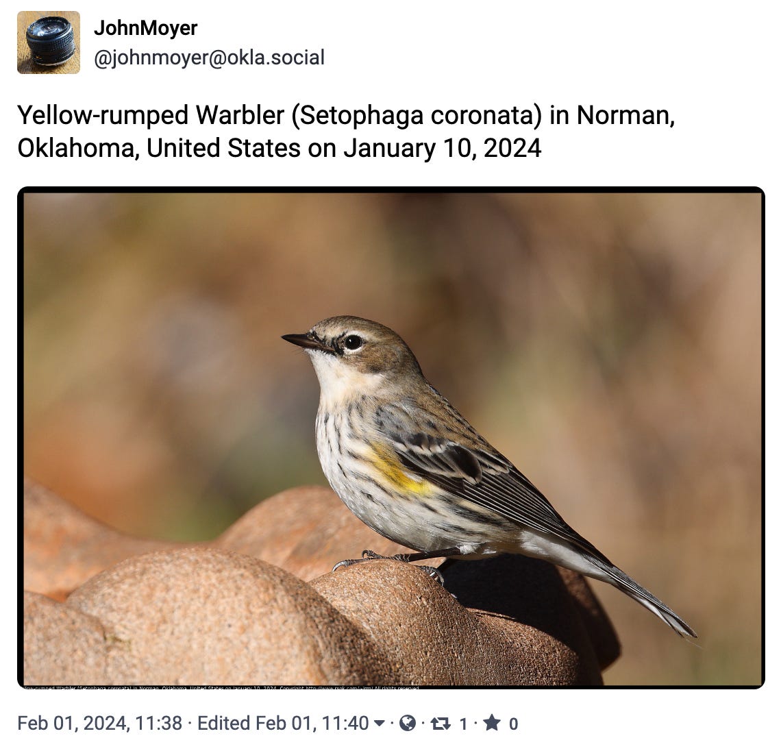 Yellow-rumped Warbler (Setophaga coronata) in Norman, Oklahoma, United States on January 10, 2024