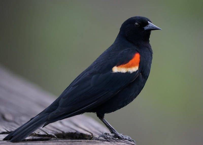 a black bird with an orange and white beak
