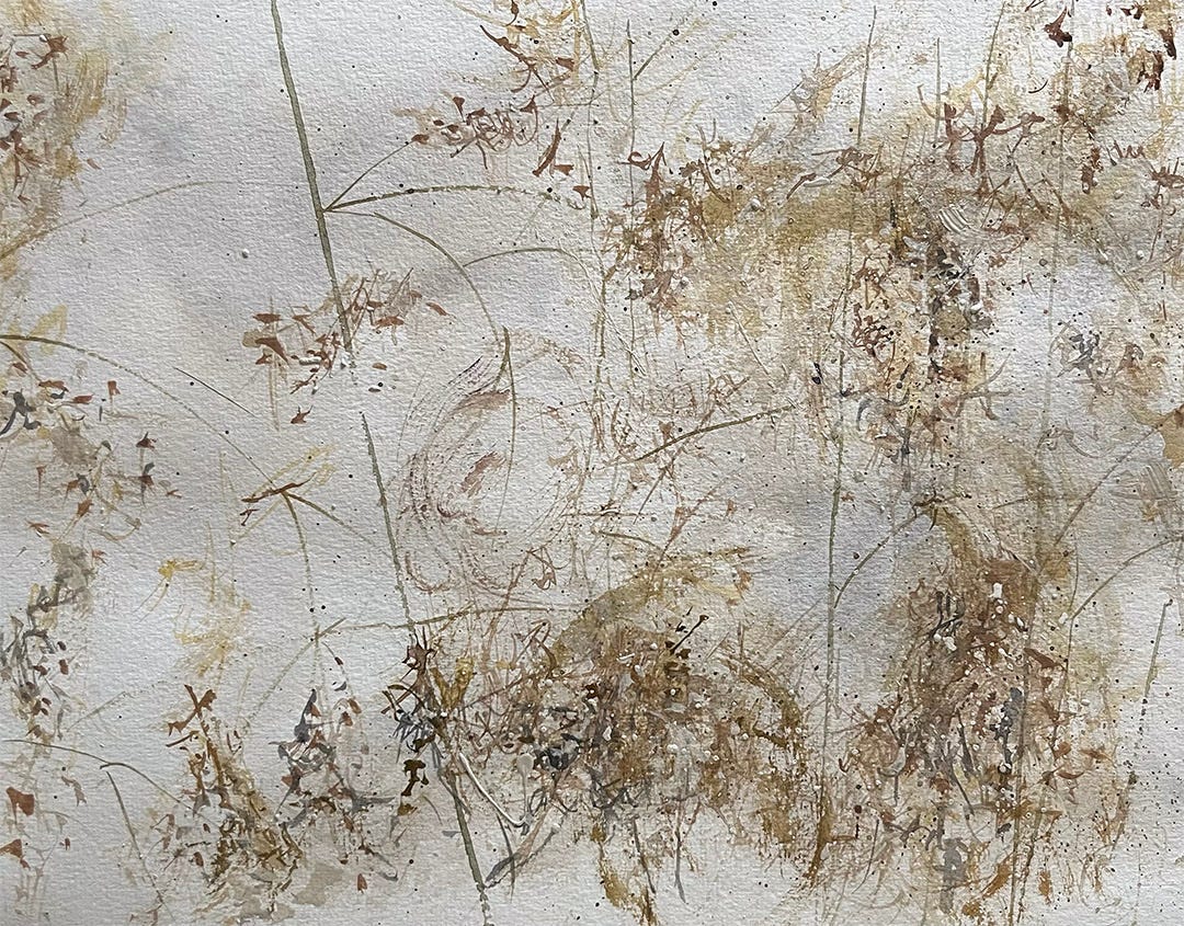 Watercolour and ink study by Michela Griffith of tufted hair grass (Deschampsia cespitosa)