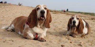 Two Basset Hounds lying on the beach gazing directly into the camera