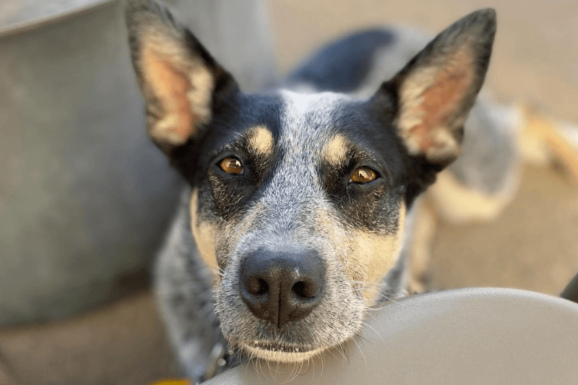 Scout the blue heeler lies on a coffee shop patio with her chin resting comfortably on her owner's chair