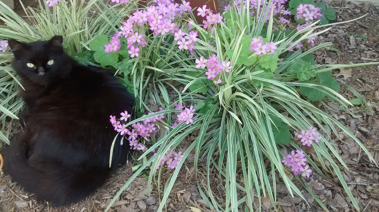 Extra a black cat lying in the flowers