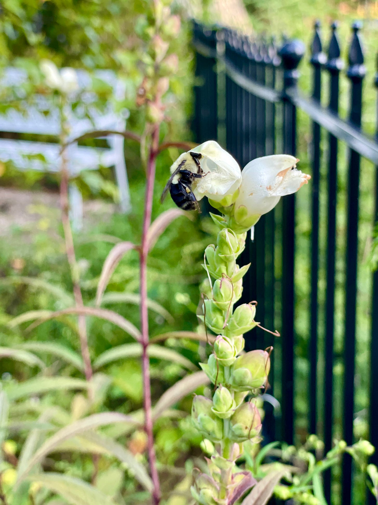 White Turtlehead, Chelone glabra, grows up to 5 feet tall in the damp bottom of the Birch Walk. It took several cuttings this year to fill this area with new plants. 