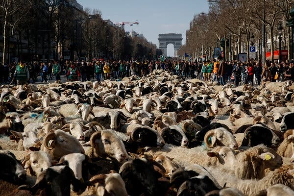 Sheep are led onto the Champs-Elysees to close the agricultural fair in March.