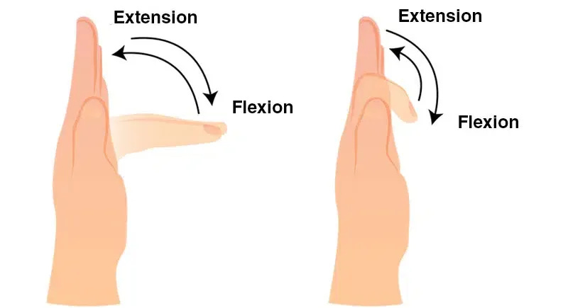 Flexor Digitorum Profundus Muscle Anatomy - Bodyworks Prime