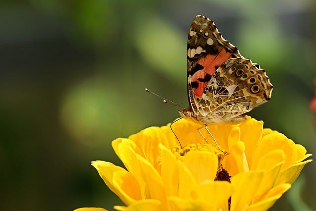Farfalla su fiore giallo