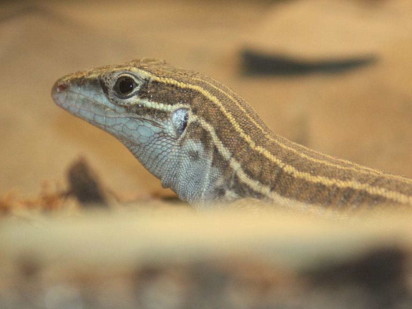 The Verge Review of Animals: the all-female whiptail lizard - The Verge