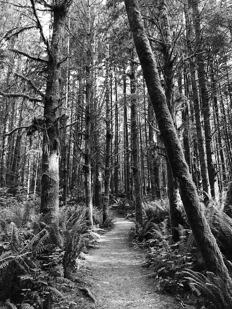 A black and white photograph of a winding trail through tall evergreen trees.  Ferns cover the forest floor.