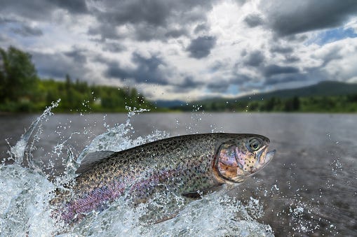 Fishing Rainbow Trout Fish Jumping With Splashing In Water Stock Photo ...