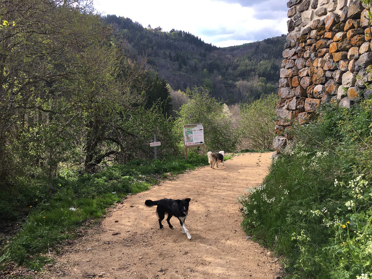 Two dogs walk ahead on a dirt trail following a stone wall