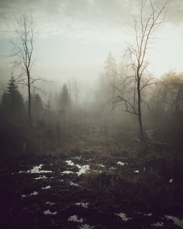 Free Dramatic view of leafless trees and mossy grass growing on foggy marshland against gray cloudy sky on overcast day Stock Photo