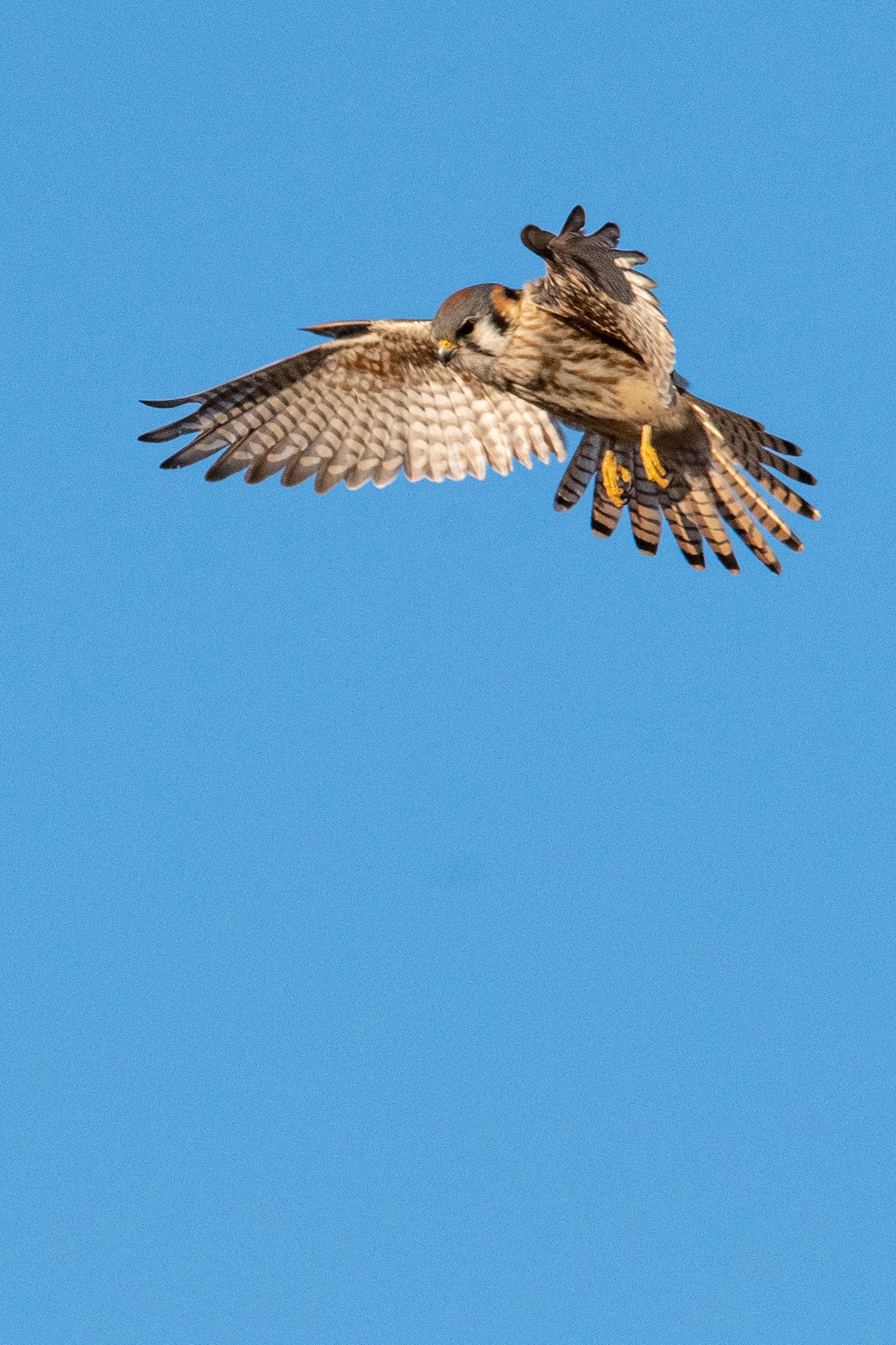 An American kestrel kiting (fluttering in one place in the air as it scans the field below for prey)
