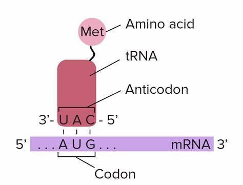 molecular biology - How to find the amino acid that is bound to a tRNA with the anticodon ...