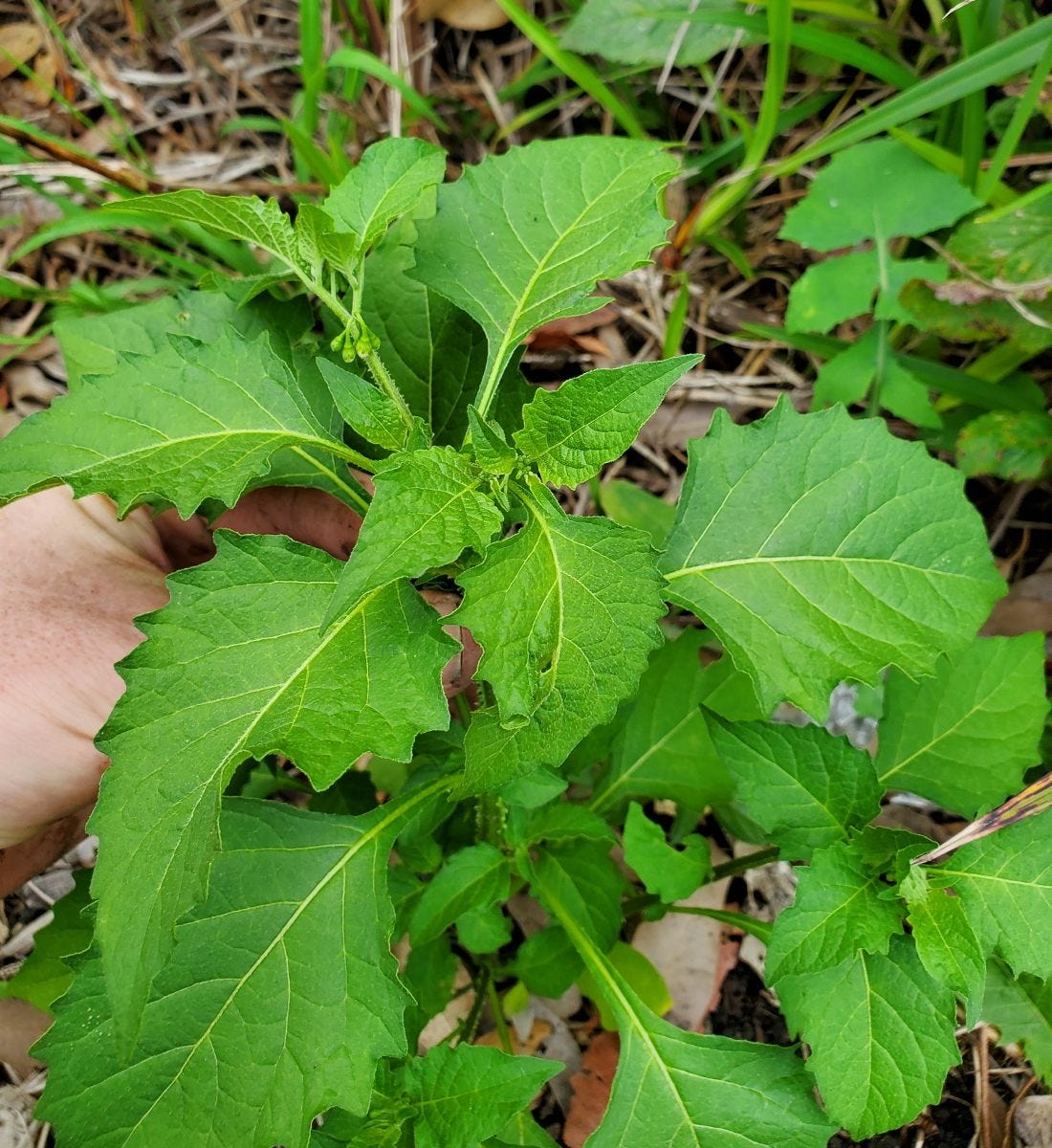 Solanum americanum [leaf variation] 20221128_130017 sml.jpg