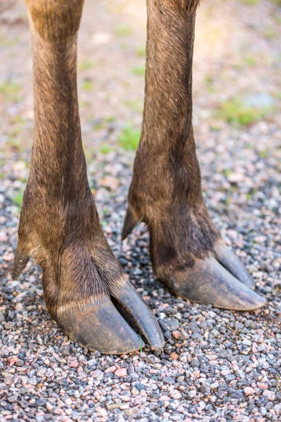 5,300+ Deer Feet Stock Photos, Pictures & Royalty-Free Images - iStock |  Hooves, Cow feet, Caribou