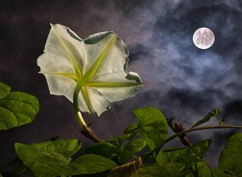Moonflower Images – Browse 1,979 Stock Photos, Vectors, and Video | Adobe  Stock