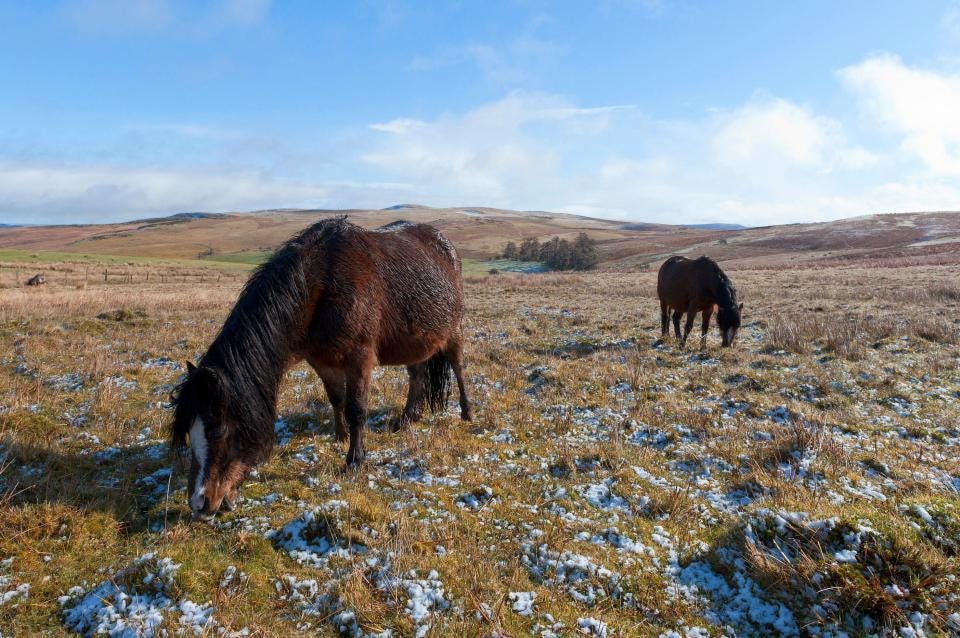 Ponies graze on high moorland in the Mynydd Epynt range in Powys