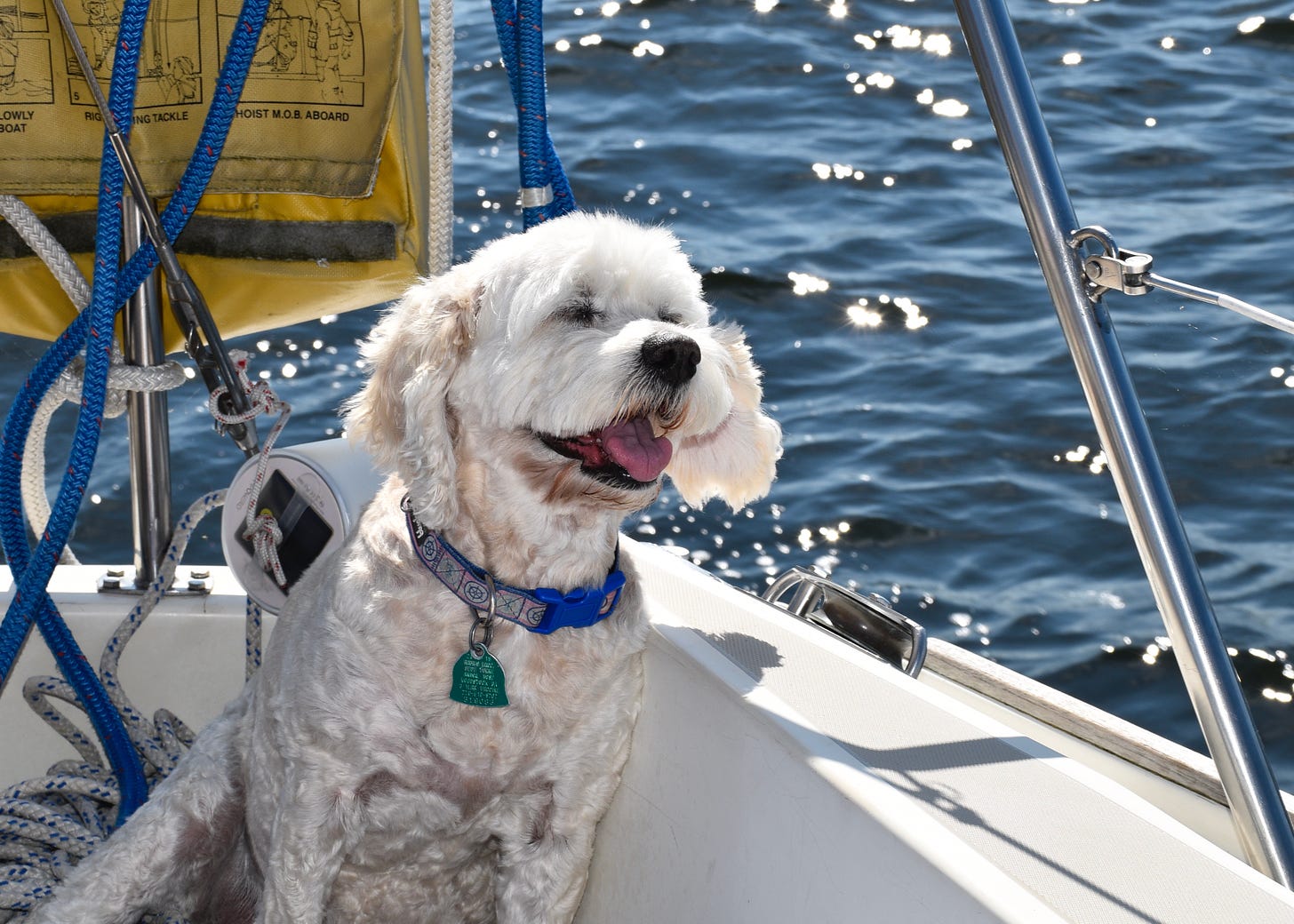 A dog smiling while sailing.