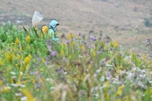 Recent research led by Washington State University (WSU) offers hope for at-risk butterflies, revealing that their populations fared better when their habitats were actively managed. The study examined 31 at-risk butterfly species across the U.S., all of which are experiencing rapid declines due to habitat loss, climate change, and pesticide use.