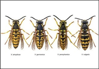 Collect all four yellow jacket species!