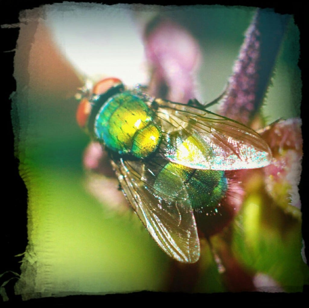 green bottle fly 