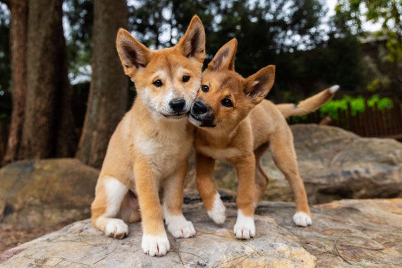 Taronga Zoo dingoes move in as part of new native animal zone