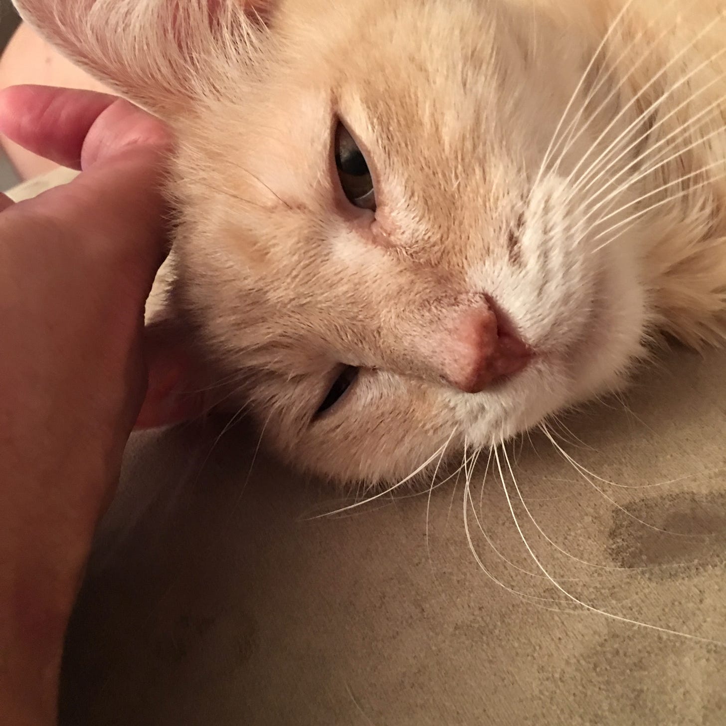 Our cat, Butters, was fond of every attention paid.