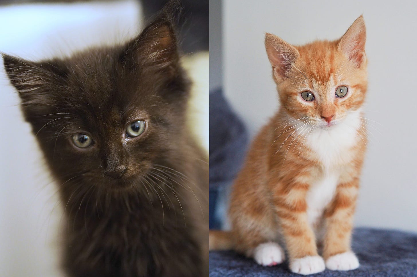 two cute kittens. On the left a black long haired one and on the right a ginger one