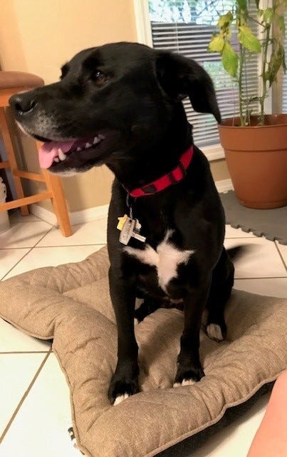 Picture of young black dog with white markings