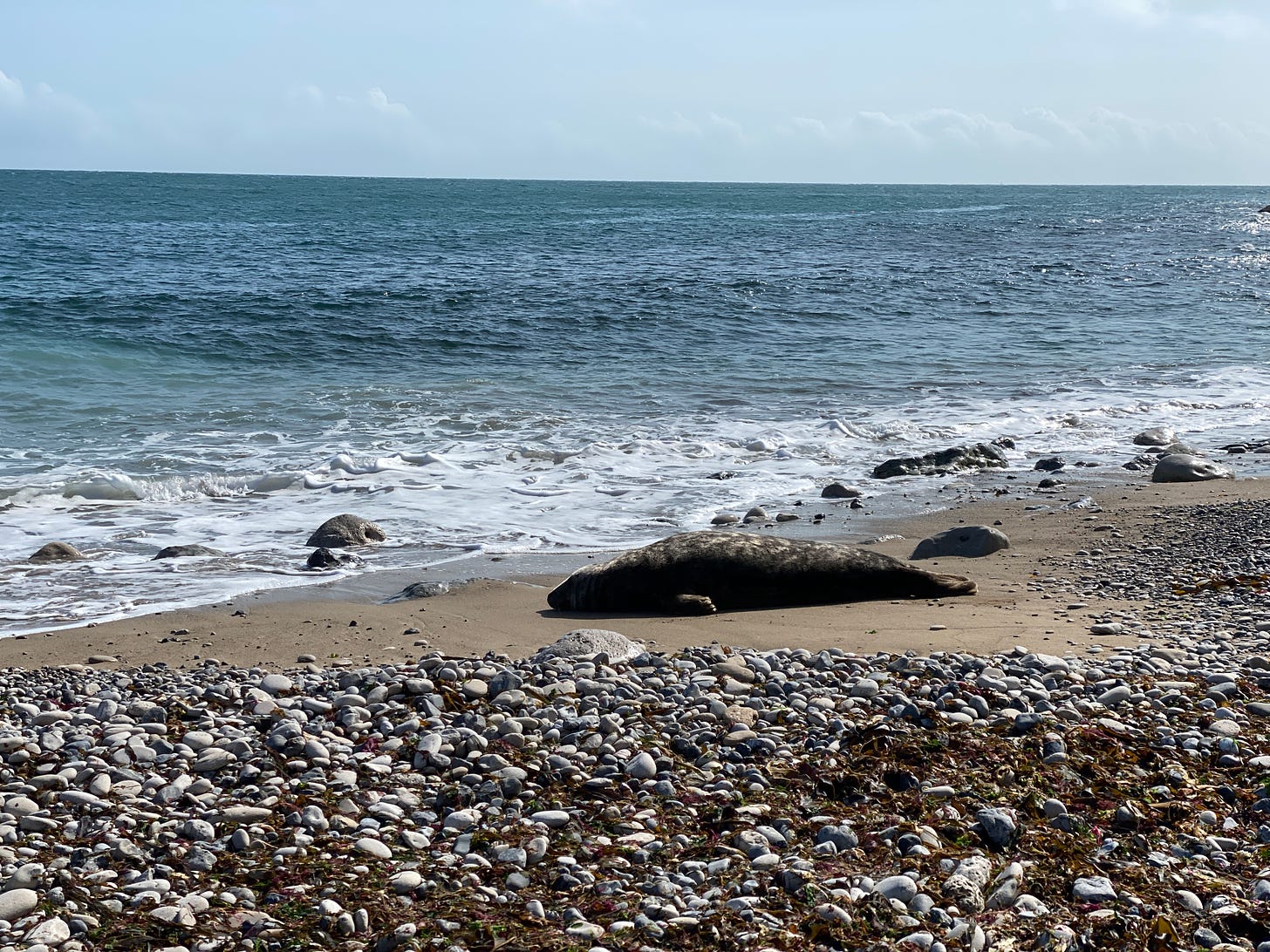 grey seal resting on a seashore