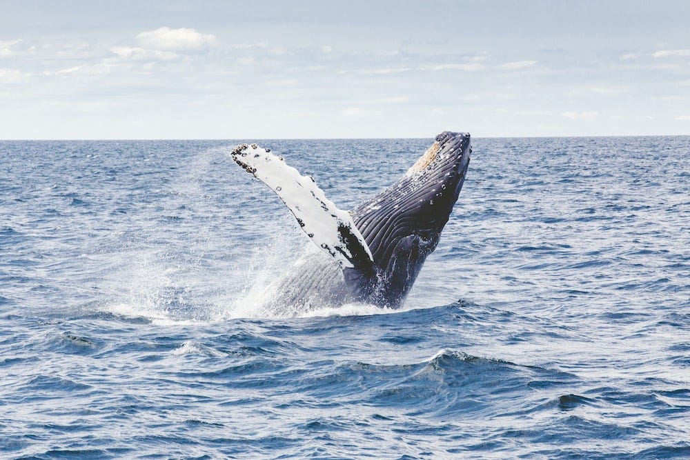 la ballena jorobada Frodo bate el récord de distancia recorrida en una única migración de más de 13 000 kilómetros