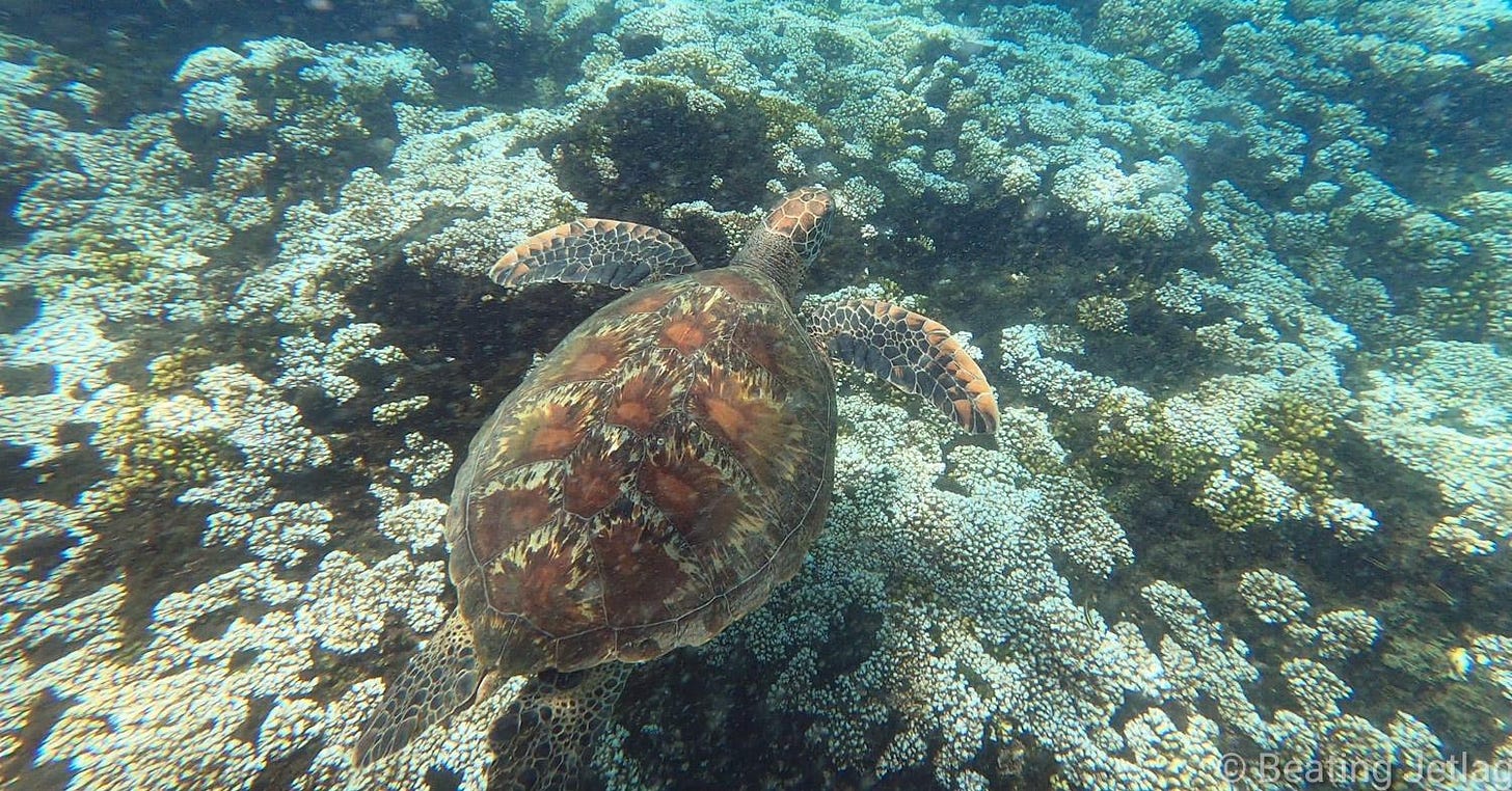 Underwater picture of a sea turtle in Cano island, Costa Rica