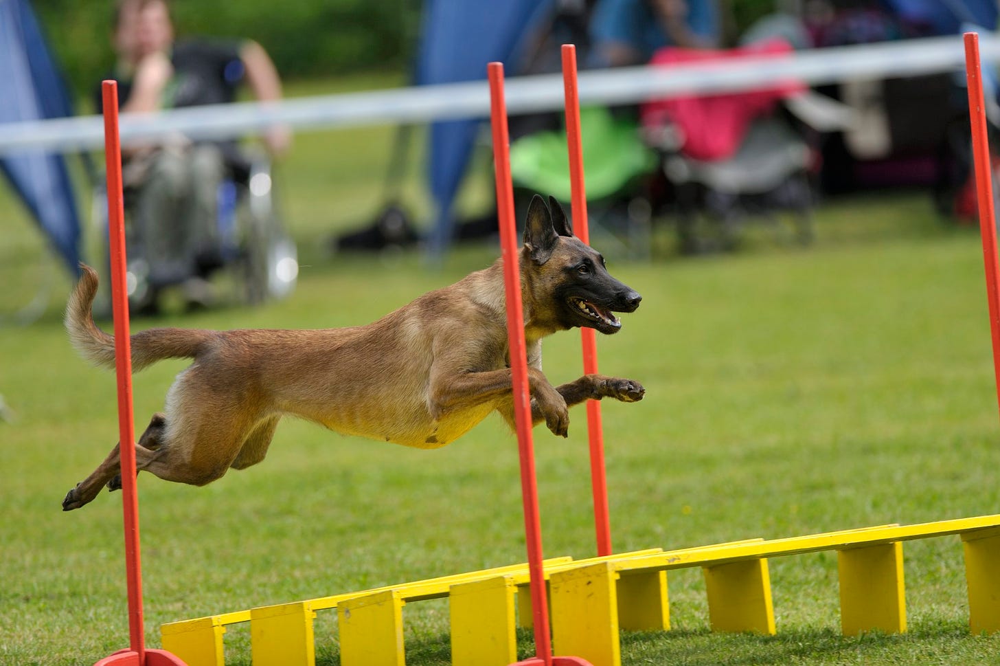 Belgian Shepherd on a long jump - The Drone Girl