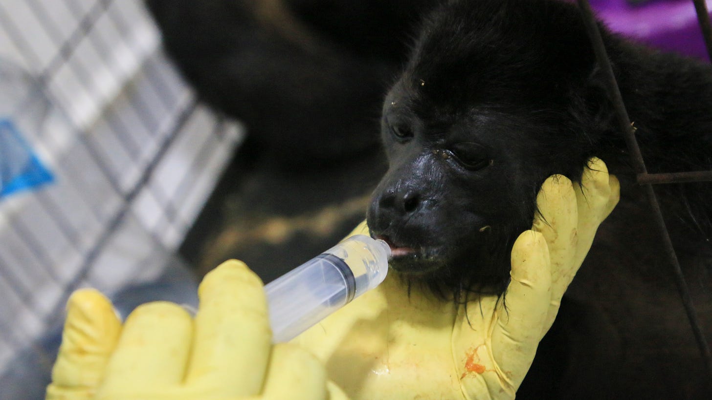 FILE - A veterinarian feeds a young howler monkey rescued amid extremely high temperatures in Tecolutilla, Tabasco state, Mexico, May 21, 2024. Extreme heat in Mexico, Central America and parts of the U.S. South has left millions of people sweltering, strained energy grids and resulted in iconic Howler monkeys in Mexico dropping dead from trees. (AP Photo/Luis Sanchez, File)