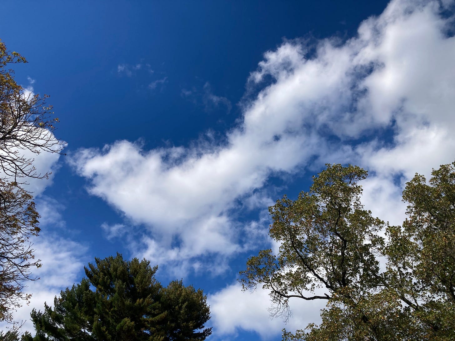 trees and blue sky